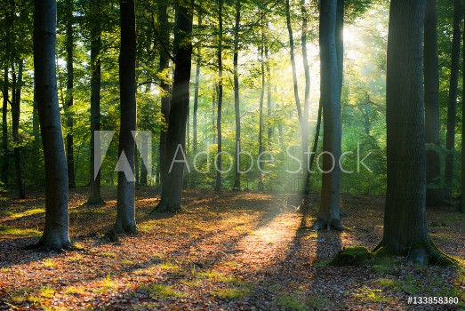 Bild på Morning in the forest